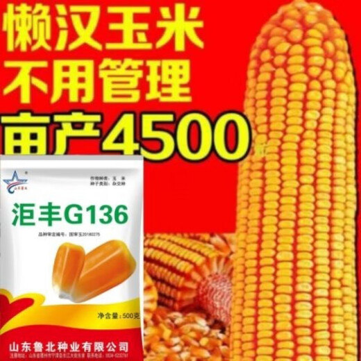 Golden grain 136 corn seeds, stable yield, large sticks, short stems, disease resistance, lodging resistance and drought resistance, corn grains in the north and south are in stock. The national approval ton yield is 136 per acre (3Jin Jin is equal to 0.5 kilograms)