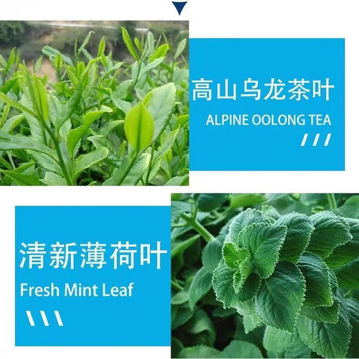Eis Oolong-Teebeutel und Teebeutel Oolong Tee Neue Geschmacksbeständig gegen blasenresistente Minz-reichhaltige Duft-Oolong-Tee-Eis Oolong Tee 6 Taschen-30 kleine Taschen