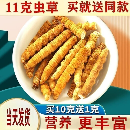 Authentic Tibetan Qu Cordyceps Cordyceps Cordyceps Broken Grass 10g for 1g for self-use home-pack Super broken grass dry goods for self-eating. 10g for large broken grass in Tibetan areas.