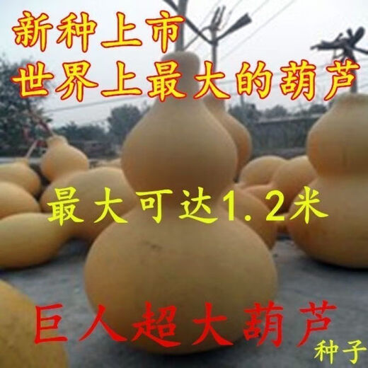 Extra Large Gourd Seeds Extra Large Giant Extra Large Gourds Extra Large Gourd Seeds Dayaya Jumbo Giant Gourd Seeds Extra Large High yield and easy to survive - about 10 seeds 1 pack