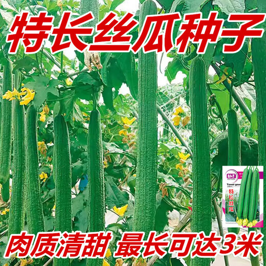 Extra long loofah seeds for all seasons, early maturing snake-shaped loofahs in garden pots, meat and vegetable seeds. The flesh is sweet and tender. Extra long loofah seeds can grow up to 3 meters long. They can be planted all year round. 50 original pieces. 79% people choose it.