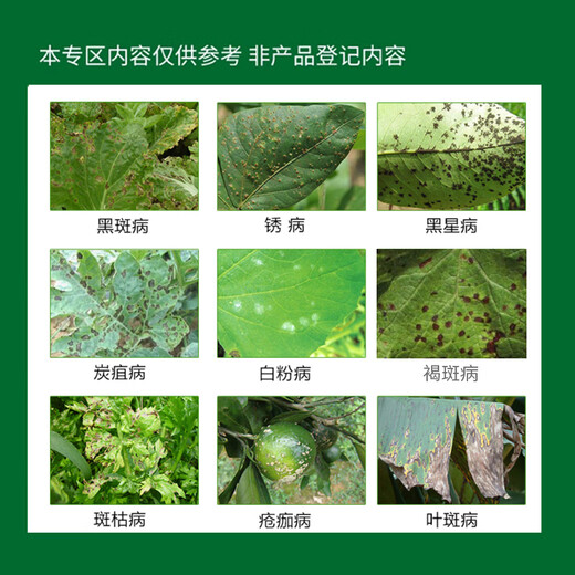 Gramine 40% difenoconazole leaf spot fruit tree vegetable smut watermelon anthracnose pesticide broad-spectrum fungicide