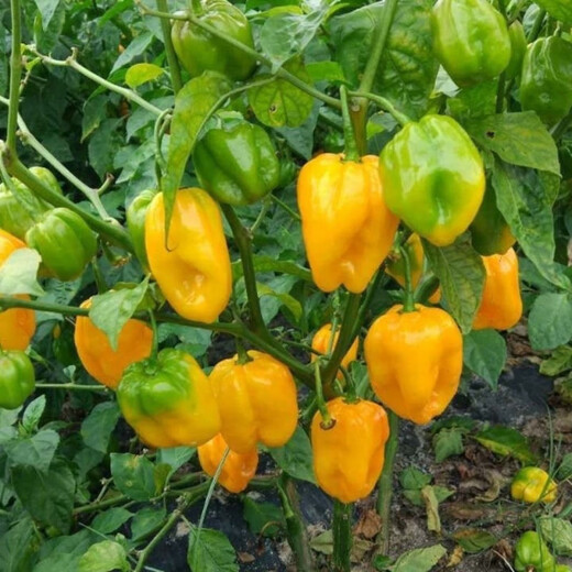 Hainan yellow lantern seeds Chaotian pepper peppers are very spicy, very spicy, special potted plants of death, yellow lanterns, yellow devil peppers, 98% germination rate, lazy people must plant them, 1 pack 198