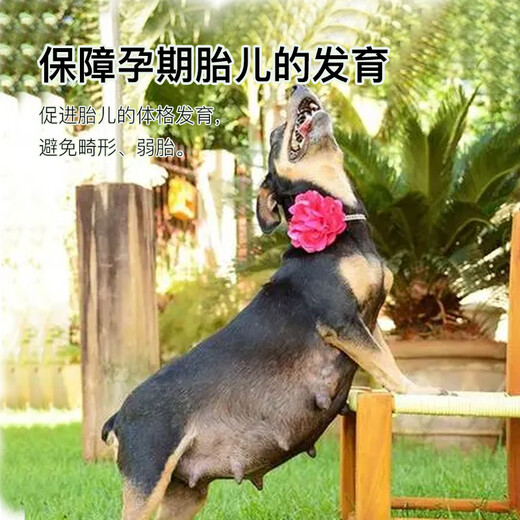 Beite Twin Female Dog Pregnancy Nutrition Product Female Dog Yulianlian Female Dog Pregnancy Assistance Female Dog Pet Special Nutritional Premix Yulianlian 1 barrel