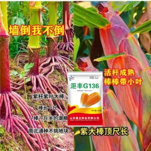Golden grain 136 corn seeds, stable yield, large sticks, short stems, disease resistance, lodging resistance and drought resistance, corn grains in the north and south are in stock. The national approval ton yield is 136 per acre (3Jin Jin is equal to 0.5 kilograms)