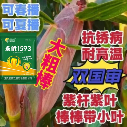 Одобренные на национальном уровне стабильные семена кукурузы с короткими стеблями и большими стеблями, свежими полегающими и засухоустойчивыми пастбищными зернами Северной и Южной Академии сельскохозяйственных наук, упакованное зерно Yongyou 1593, 70 зерен, пробный сорт.