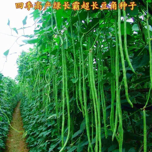 Special Green Pioneer Bean Seeds Large Brand New Variety Cowpea Early Mature Spring and Autumn Green Bean Seeds Qc Four Seasons Full Shelf Green Pioneer Long Bean (Only New Seeds Sold) Waterfall Cowpea Seeds 256 Capsules