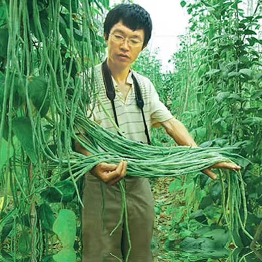 Special Green Pioneer Bean Seeds Large Brand New Variety Cowpea Early Mature Spring and Autumn Green Bean Seeds Qc Four Seasons Full Shelf Green Pioneer Long Bean (Only New Seeds Sold) Waterfall Cowpea Seeds 256 Capsules