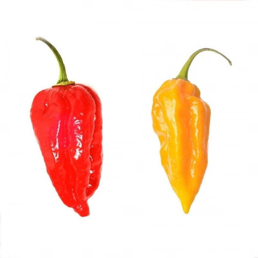 Hainan yellow lantern seeds Chaotian pepper peppers are very spicy, very spicy, special potted plants of death, yellow lanterns, yellow devil peppers, 98% germination rate, lazy people must plant them, 1 pack 198