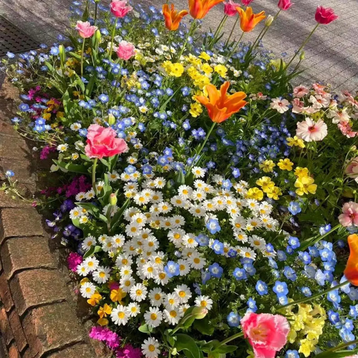 野花组合花种子除虫菊花种籽子四季播种开花格桑花花籽太阳花阳台 野花组合花种子【88种组合】五颜 四包新籽籽【3889粒粒】多种组合