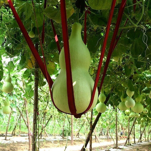 Extra Large Gourd Seeds Extra Large Giant Extra Large Gourds Extra Large Gourd Seeds Dayaya Jumbo Giant Gourd Seeds Extra Large High yield and easy to survive - about 10 seeds 1 pack