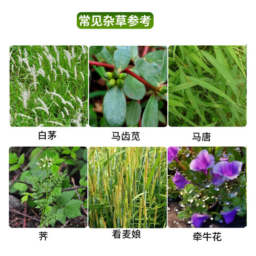 Yongnong Bilida 20% dichloride block fast herbicide kills cowgrass weeds orchard root rot and eradicates weeds 1000g