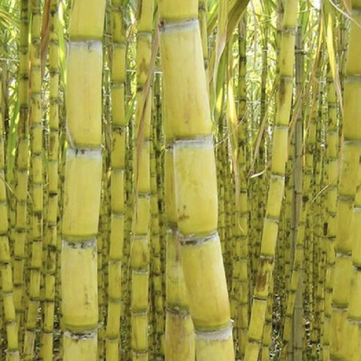 Asarum golden sweet crisp fruit Guangxi sugarcane tail yellow skin seedlings easy to grow in all seasons fresh sprouts potted seedlings winter resistant yellow skin sugar cane middle part 10 yellow skin sugar cane