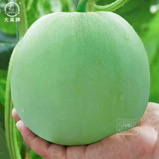 Dayu White-skinned Melon Seed Collection Cantaloupe Seedlings Seedlings Seedlings Baishami North and South Fruit Balcony Planting Spring Ding Brand Yu Naixiang No. 2 Melon Seeds 400 capsules/bag