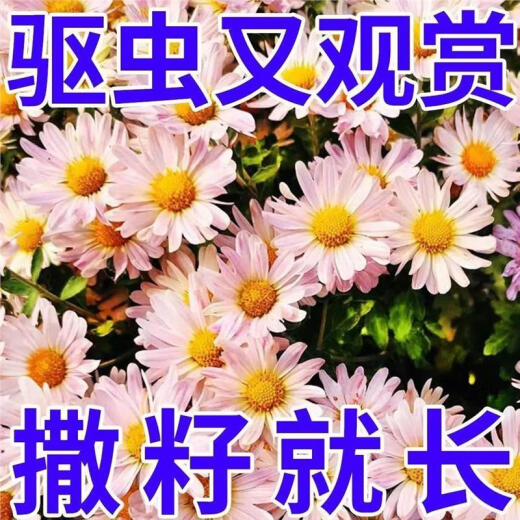 混色除虫菊驱虫菊种驱蚊花种植物多年生四季种植易活驱蚊盆栽庭院 18种花色混色-夏季驱蚊688粒