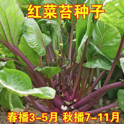 红菜苔种子】正宗红菜心紫红超长油菜苔籽四季种蔬菜种子 红菜苔种子 优选良种4包约800粒