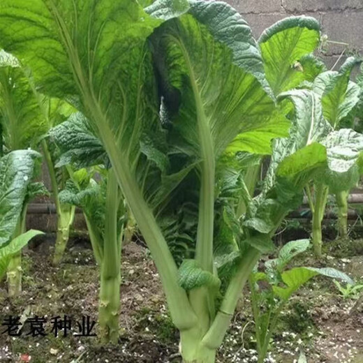 Broad-leaf mustard seedlings, kimchi, green cabbage seedlings, Hakka seedlings, seasonal balcony garden green cabbage seedlings, 50 broad-leaf green cabbage seedlings with soil