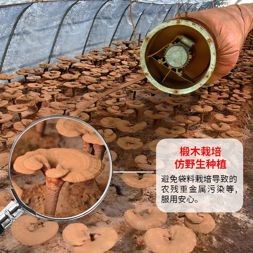 
Mountain forest herb Ganoderma lucidum spore powder 250g Changbai Mountain red Ganoderma lucidum ganoderma lucidum robe powder drinks