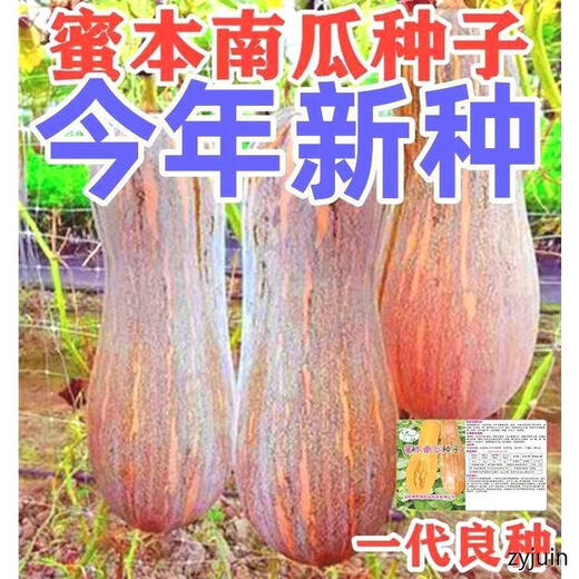 Miben Sweet and Glutinous Pumpkin Seeds, Four Seasons Old Pumpkin, Dense Pumpkin Varieties, Miben Pumpkin Seeds, 3 packs, about 90 capsules