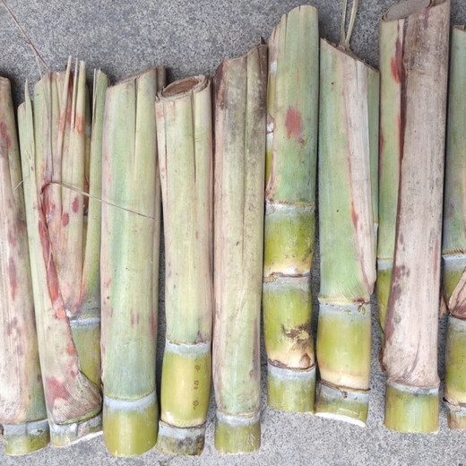 Asarum golden sweet crisp fruit Guangxi sugarcane tail yellow skin seedlings easy to grow in all seasons fresh sprouts potted seedlings winter resistant yellow skin sugar cane middle part 10 yellow skin sugar cane