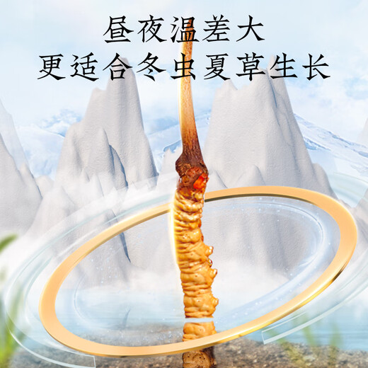 Tongrentang Marke Peking Tongrentang Cordyceps sinensis High-End-nahrhafte Nahrungsergänzungsgeschenke für Eltern und ältere Menschen 2 Flaschen 40 g [ausgewählter Grasabschnitt] Genießen Sie die ganze Familie