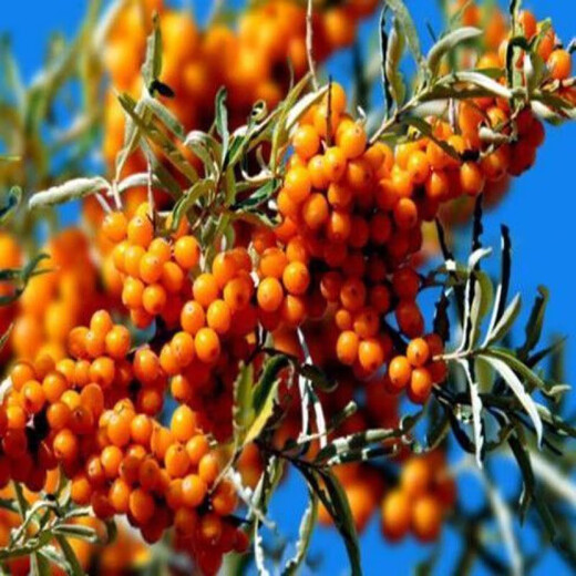 1278 people collect sea buckthorn and rich in nutrients. Sea buckthorn tree fruit tree seeds are cold-resistant and drought-resistant fruit tree perennial. Sea buckthorn seeds are 100 grains.