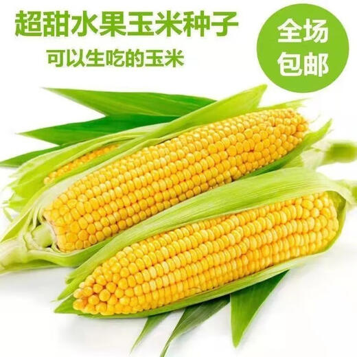 Super sweet fruit corn seeds, big sticks, early maturing, sweet and glutinous, can be eaten raw in the field all year round. Can be eaten raw. Super sweet fruit corn seeds, artificially selected new species, about 51 seeds (1 pack+)