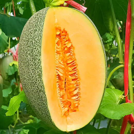Beishu Melon Seeds Emerald Rock Sugar Seeds Croissant Honey White Sand Honey Spring Cantaloupe Seeds Beishu Liucui Hami Melon Seeds 100 capsules