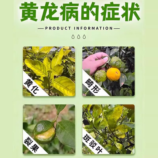 黄化一撒清果树柑橘桔黄龙病专用药农花扫杀青菌撒施颗粒肥料 1袋【体验装】