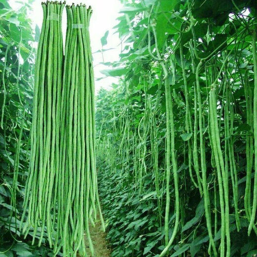 Special Green Pioneer Bean Seeds Large Brand New Variety Cowpea Early Mature Spring and Autumn Green Bean Seeds Qc Four Seasons Full Shelf Green Pioneer Long Bean (Only New Seeds Sold) Waterfall Cowpea Seeds 256 Capsules