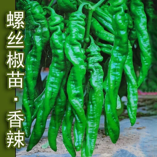 Spicy Spicy Pepper Seeds, Golden Spicy Green Peppers, Pig Intestine Chili Seeds, Potted Vegetable Seeds for Garden Fields and Balconies, Spicy Spicy Peppers, Early Mature Large Fruits, Approximately 100 capsules, 1 pack