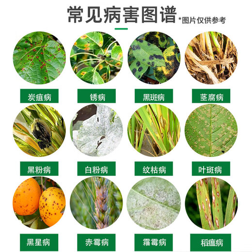 Plant 50% Carbendazim to clear fruit trees, vegetables, pear trees, field leaf black spots, plant sterilization pesticides and fungicides