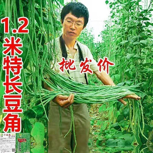 Special Green Pioneer Bean Seeds Large Brand New Variety Cowpea Early Mature Spring and Autumn Green Bean Seeds Qc Four Seasons Full Shelf Green Pioneer Long Bean (Only New Seeds Sold) Waterfall Cowpea Seeds 256 Capsules