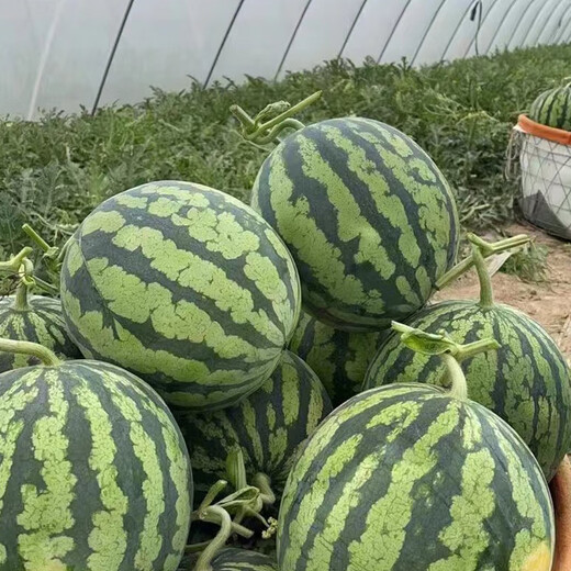 Northern Vegetable Kirin Watermelon Seed New Varieties Lazy Man Southern Meidu Watermelon Seed Rock Sugar Kirin Melon Seed 50 capsules