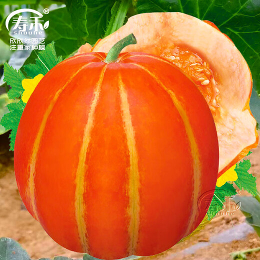 Shouhe Green Skin Melon Seeds Large Whole Melon Red Skin Melon Seeds 100 capsules x 2 Cost-effective