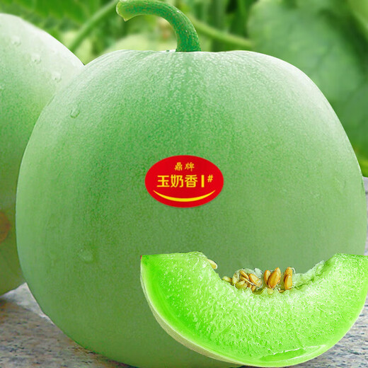 Dayu White-skinned Melon Seed Collection Cantaloupe Seedlings Seedlings Seedlings Baishami North and South Fruit Balcony Planting Spring Ding Brand Yu Naixiang No. 2 Melon Seeds 400 capsules/bag