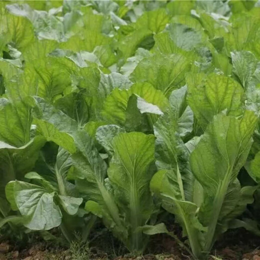 Broad-leaf mustard seedlings, kimchi, green cabbage seedlings, Hakka seedlings, seasonal balcony garden green cabbage seedlings, 50 broad-leaf green cabbage seedlings with soil