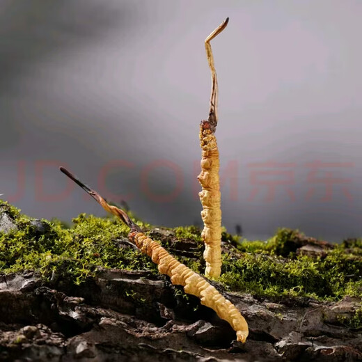 Cordyceps sinensis en las áreas tibetanas, el primer rastrojo de nieve en la primera etapa de los nuevos Cordyceps secos en las áreas tibetanas, varias especificaciones de cajas de regalo de alta calidad para regalos. 0,4 gramos de cordyceps en áreas tibetanas, con un total de 100 piezas de cordyceps en áreas tibetanas