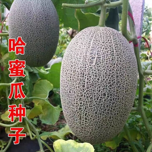 Crisp and sweet cantaloupe four seasons Xinjiang reticulated cantaloupe spring, summer and autumn garden potted fruit new species cantaloupe seeds welfare 1 pack of about 49 pieces