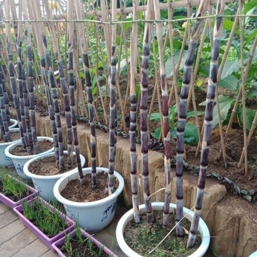 Authentic Guangxi black-skinned sugarcane seedlings can be potted with 3 to 4 buds per root in the middle section and high survival rate. 5 black-skinned sugarcane seedlings