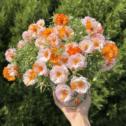 重瓣多层太阳花四季大花易活开花不断耐寒耐旱大花籽阳台庭院 1.重瓣太阳花种子(又名午时花) 【2包种子共有16789粒】+肥一包
