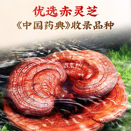 
Beijing Tongrentang Break Wall Ganoderma lucidum Spore Powder Enhances immunity Ganoderma lucidum powder Recovery nutritional supplements for middle-aged and elderly people 2 boxes 60g [add gift bag]