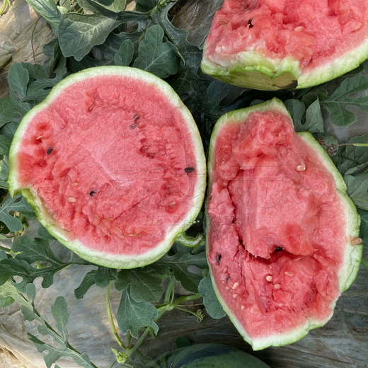 Xiangbin 8424 Kirin seedless Meidu watermelon seeds complete list of seeds fruit melon seedlings small southern vegetable seedlings Meidu watermelon seeds 20 original x2 pack