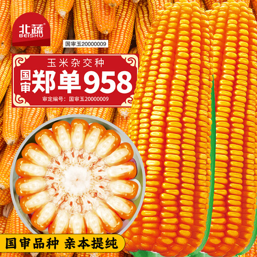 Beishu official authentic corn seeds produce tall and short big sticks, drought and lodging resistance, Zhengdan 958 national approved feed, Sichuan hybrid, Beishu selected Zhengdan 958 corn seeds, a total of 4Jin, Jin is equal to 0.5kg (1 mu of land)