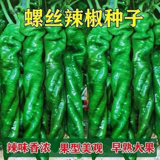 Spicy Spicy Pepper Seeds, Golden Spicy Green Peppers, Pig Intestine Chili Seeds, Potted Vegetable Seeds for Garden Fields and Balconies, Spicy Spicy Peppers, Early Mature Large Fruits, Approximately 100 capsules, 1 pack