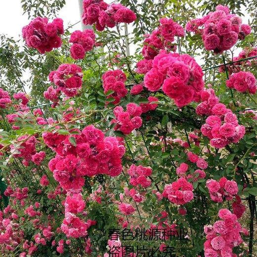 Woody flower seeds Qilixiang flower yellow woody white woody strong fragrance climbing plant balcony red woody climbing flower red woody flower seeds MX5698 new species two packs about 200 capsules