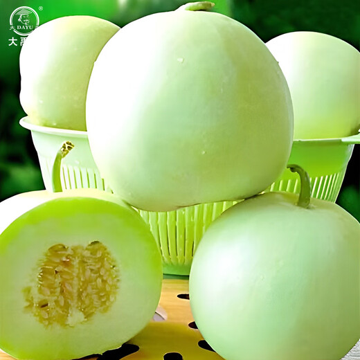 Dayu Jade Milky Melon Seeds Ding brand melon seeds super sweet thin skin milky melon Ding brand Jade Milky Melon No. 2 melon seeds 400 capsules