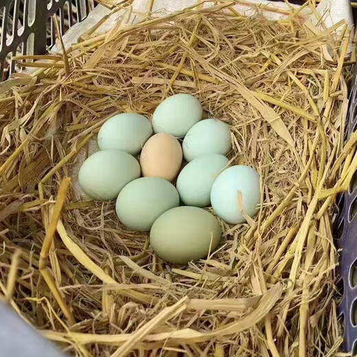 Jiuhuashan green shell eggs, authentic rural black eggs, free-range eggs in the forest, 35-45g breakfast, 10 black eggs Jiuhuashan green shell eggs, authentic rural black eggs, free-range eggs in the forest, 35-45g breakfast, 10 black eggs