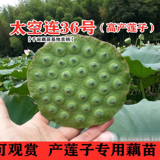 New space lotus No. 36 lotus root seedlings, high-yielding lotus seed lotus seeds, lotus root seedlings, edible fruit lotus seed seeds, pond planting, 50 selected lotus root seedlings with buds, purebred first-generation seedling belt