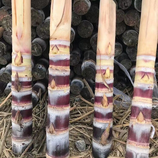 Mu Chun'ao sugarcane seeds, Guangxi black-skinned seeds, yellow-skinned high-yielding sections, 3 to 7 buds, crispy sweet green-skinned saplings, 100 black-skinned sugarcane sections (3-6 per section, less than 15cm
